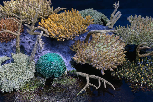  Reef Radiance: Unveiling Nature’s Vivid Palette in Your Coral Symphony