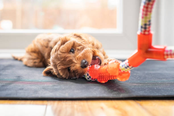  Whiskers and Wonders: The Art of Choosing Pet Toys for a Tail-Wagging Good Time