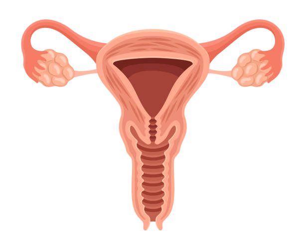  Nurturing Feminine Wellness: A Comprehensive Guide on How to Tighten Vagina After Birth