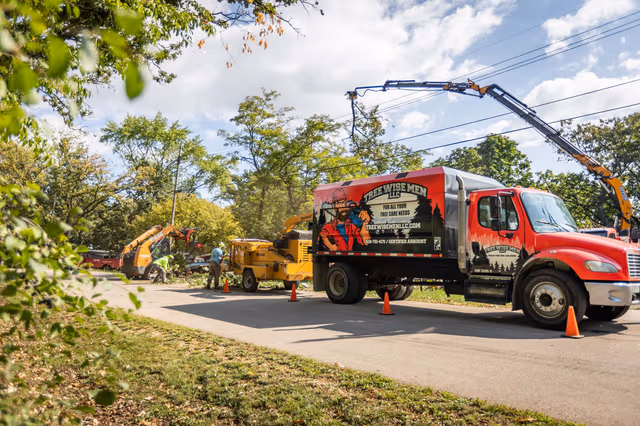 Tree trimming