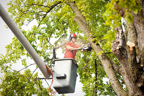 Tree Trimming