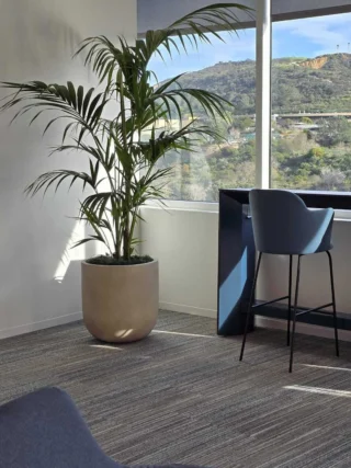 office plant services